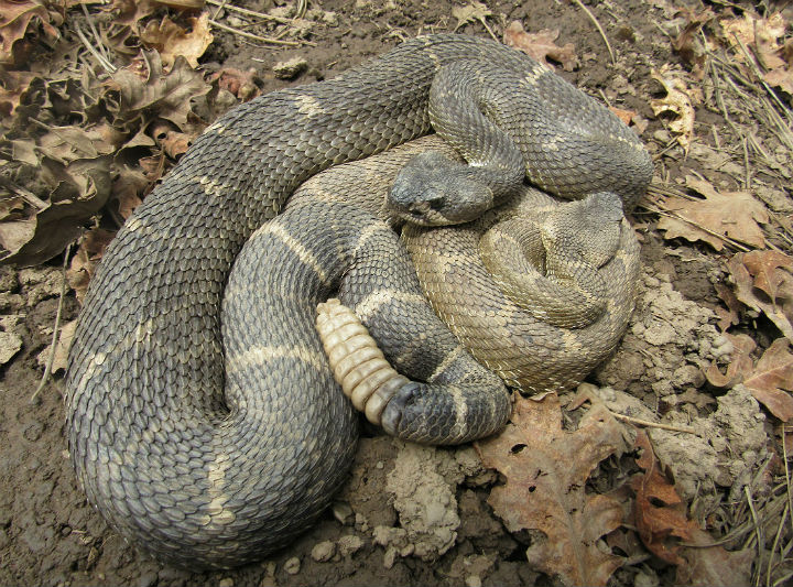 Northern Pacific Rattlesnakes